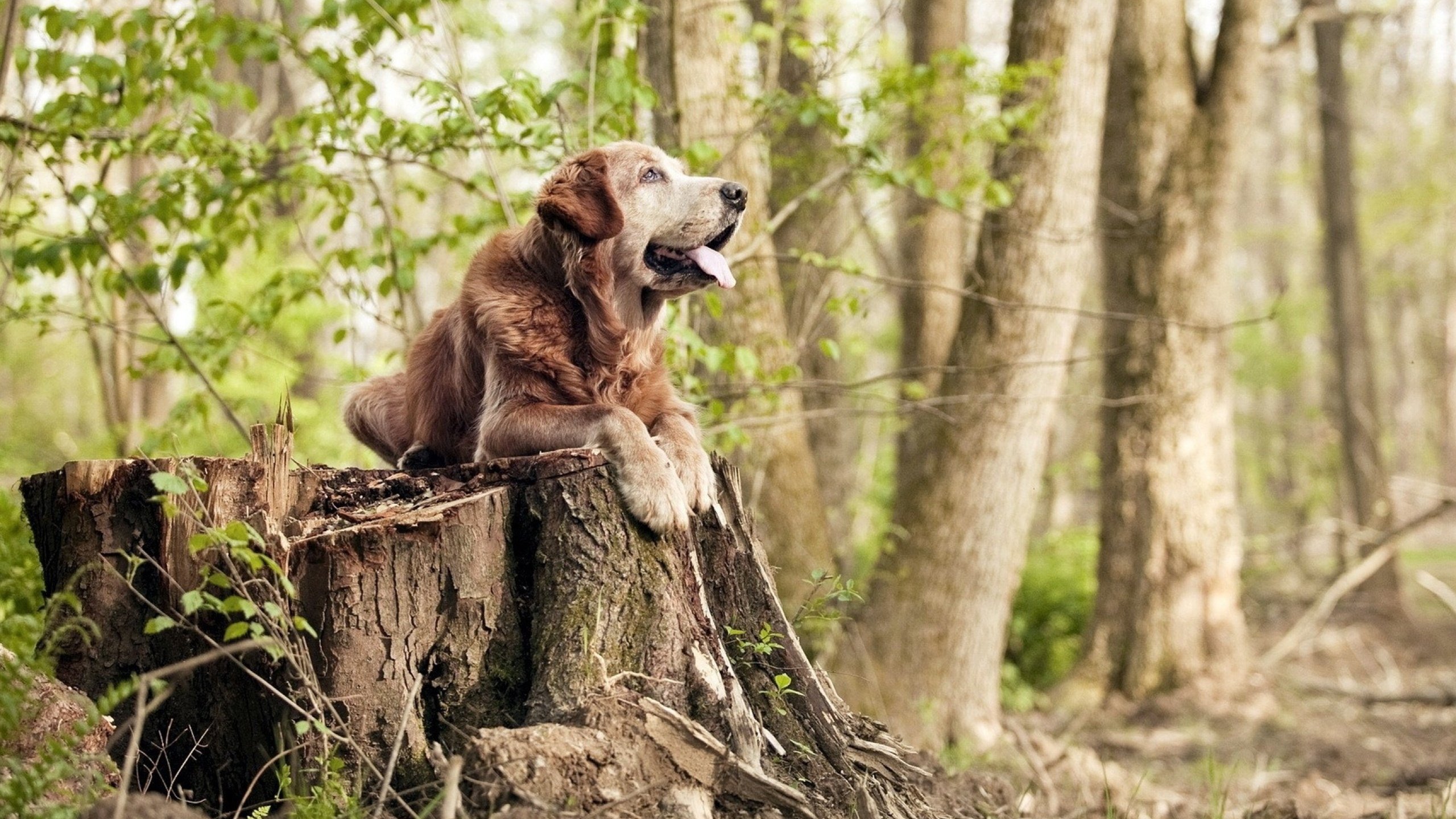 中小学体育教师激励机制研究,中小学体育教师培训