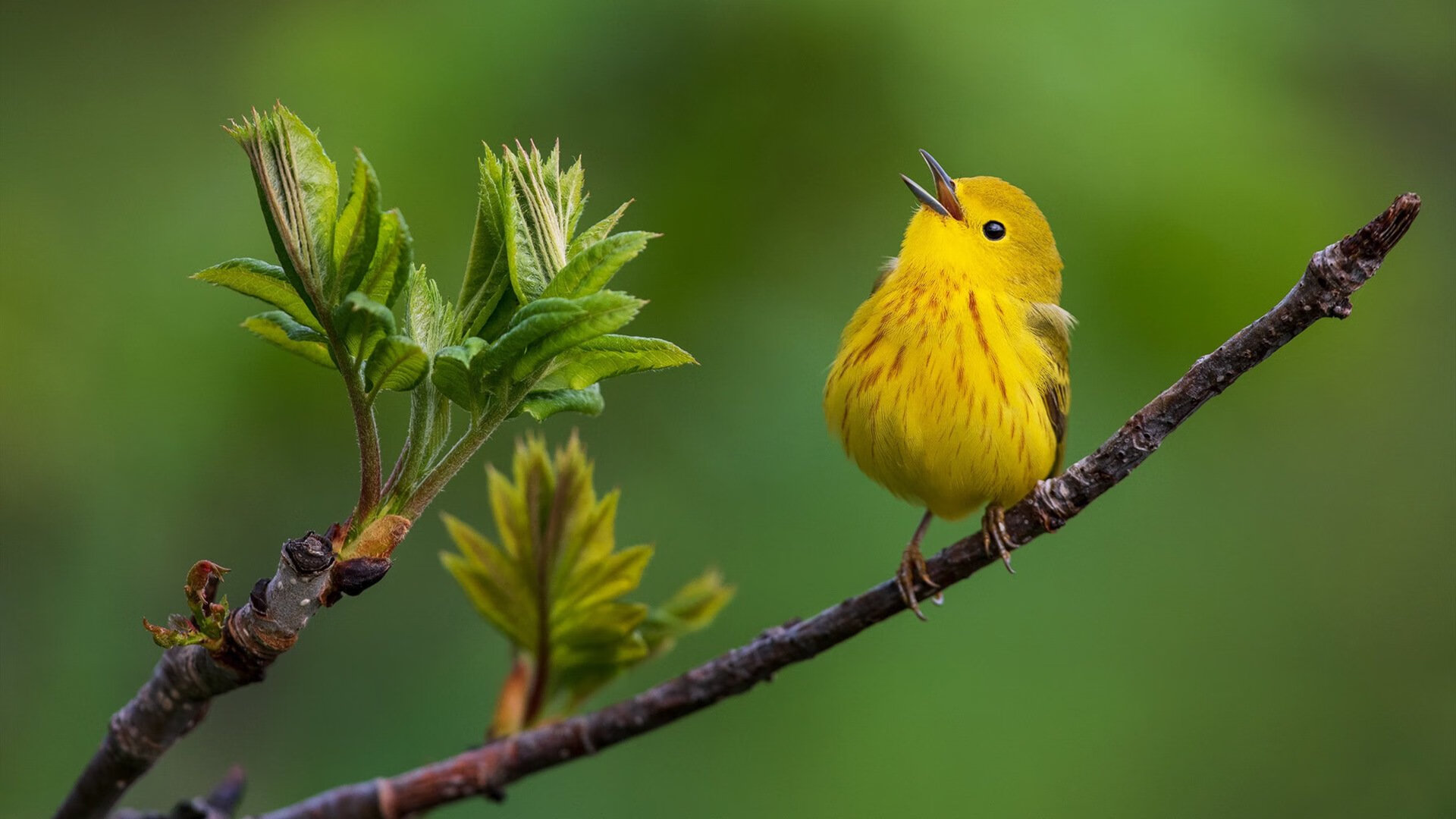 法甲联赛可持续环保运动场地建设实践