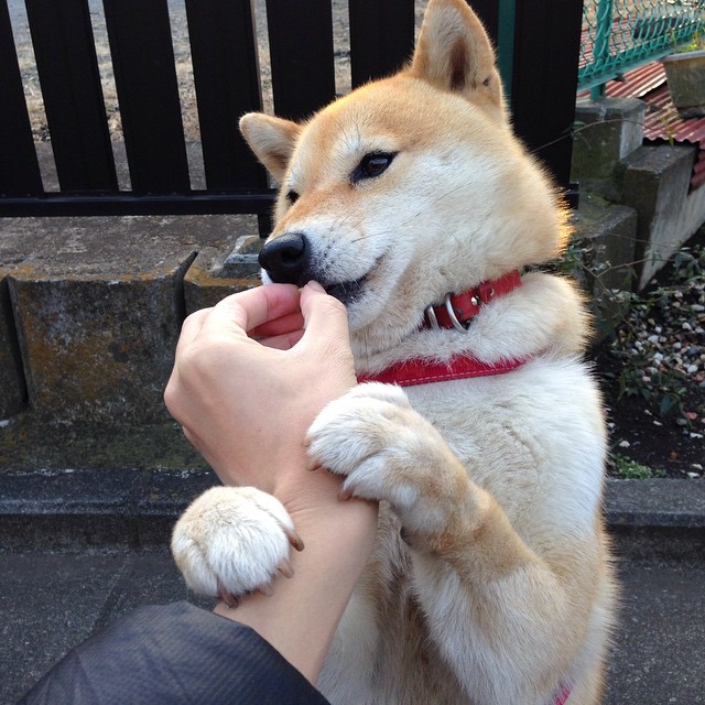 西甲裁判团队引入语义干预机制减少VAR误判分歧,意甲足球裁判