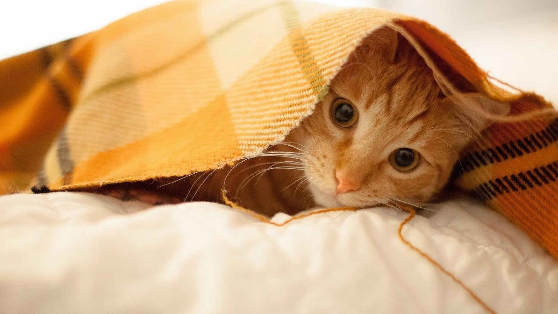 PSG球员反思表现,期望东山再起,psg esports