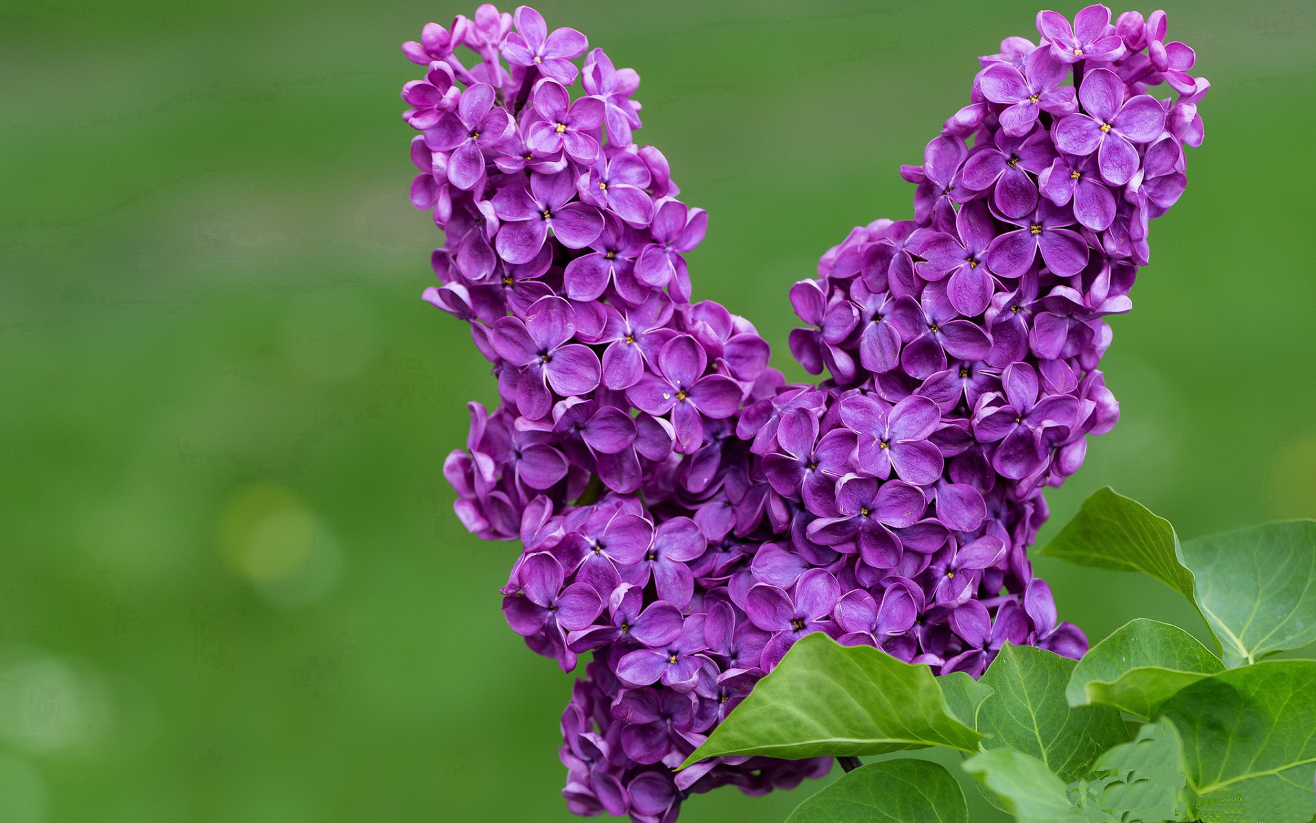 “因凡蒂诺回应质疑:赛事虽有瑕疵但总体成功”