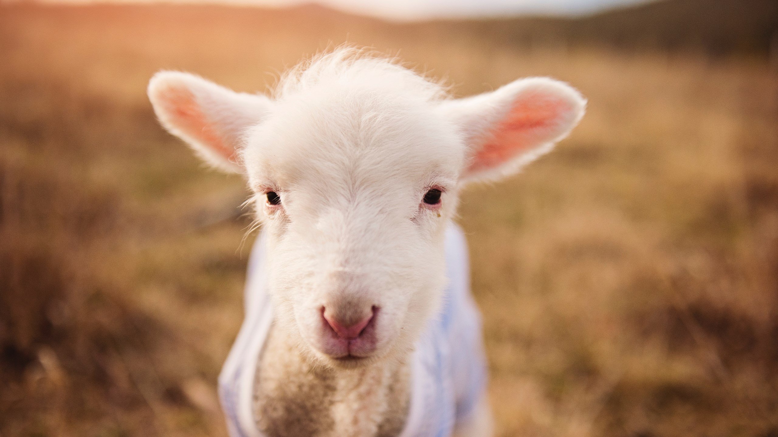 体育新闻中心上线体育热点话题智能追踪平台,热门体育新闻